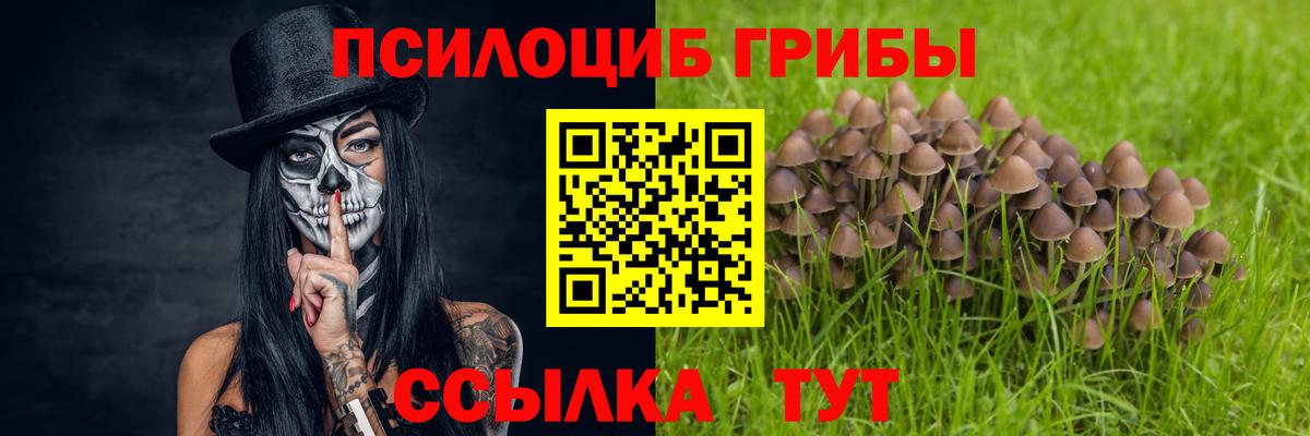 Галлюциногенные грибы Psilocybe Ковров